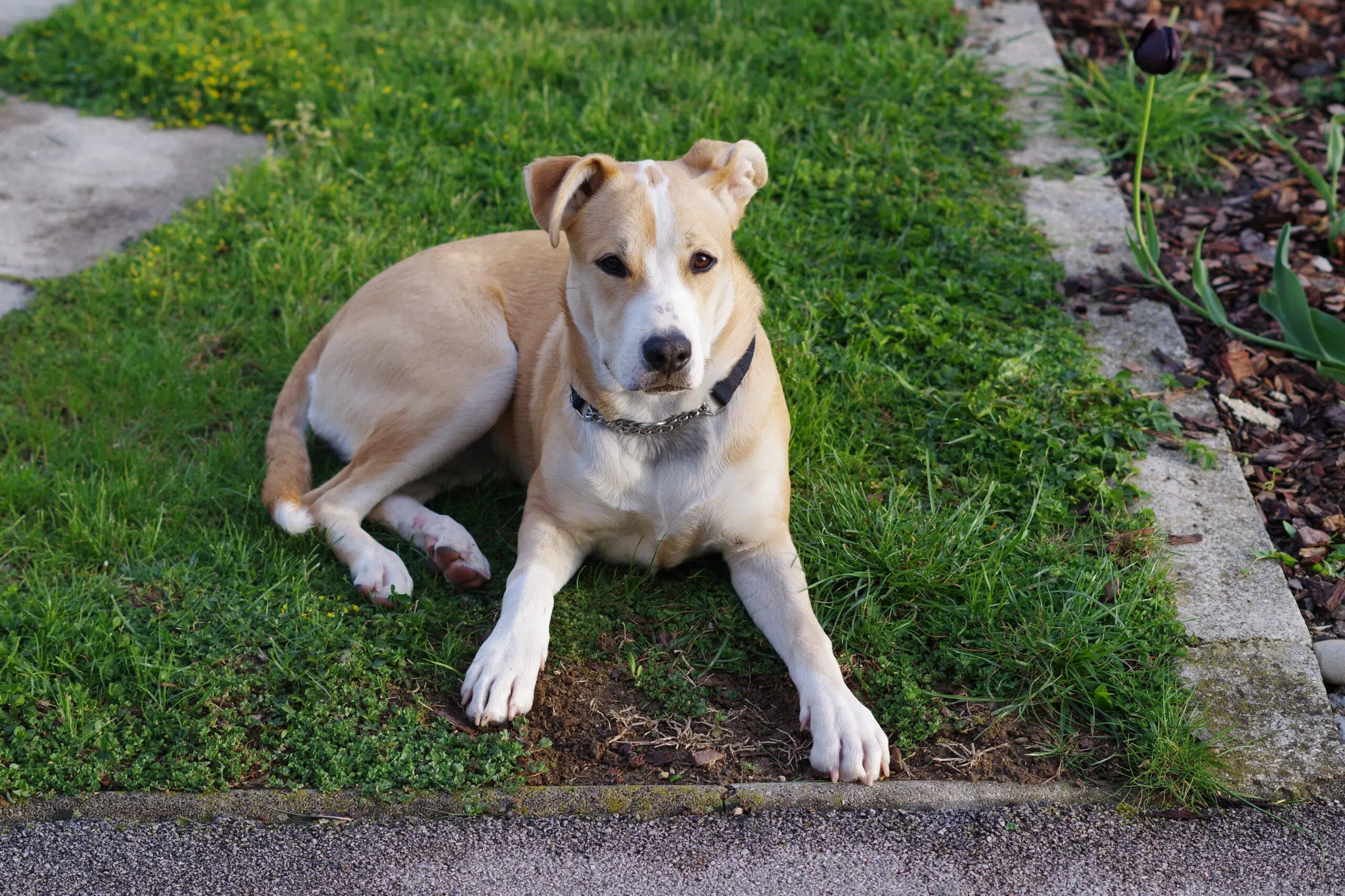 Pierwszy dzień psa w hotelu dla psów PAPITKO, Siemonia, blisko Katowice i Pyrzowice